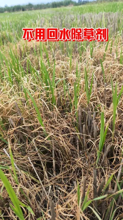 水稻田不用回水打死抗性稗草。打匀打透喷到根，死草烂根死的清，铁砂掌解决水稻田除草难题#铁砂掌除草剂 #水稻种植 #水稻除草剂 #水稻除草 #农资肥料