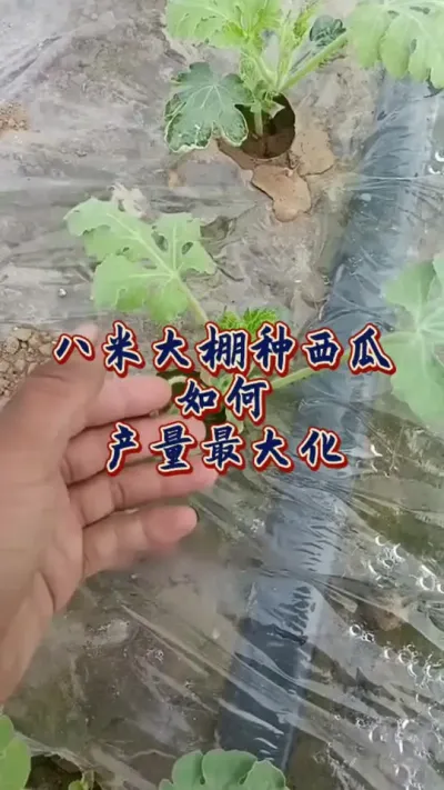 #西瓜种植 #西瓜管理#大棚