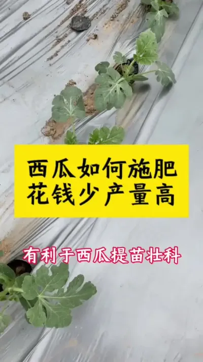 #西瓜种植 #西瓜种植技术 #大棚西瓜 #种西瓜