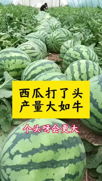 西瓜打了头，产量大如牛#大棚西瓜 #西瓜管理 #西瓜种植 #西瓜打头 #西瓜种植技术