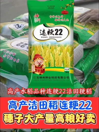 高产洁田粳稻☞连粳22，直播机插推荐品种#农资肥料 #三农种植 #水稻种植 #高产水稻种子 #连粳22