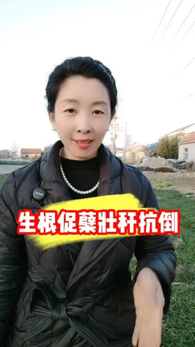 硅钾肥一瓶20亩 #硅钾肥 #小麦 #水稻 #农资肥料 #三农种植