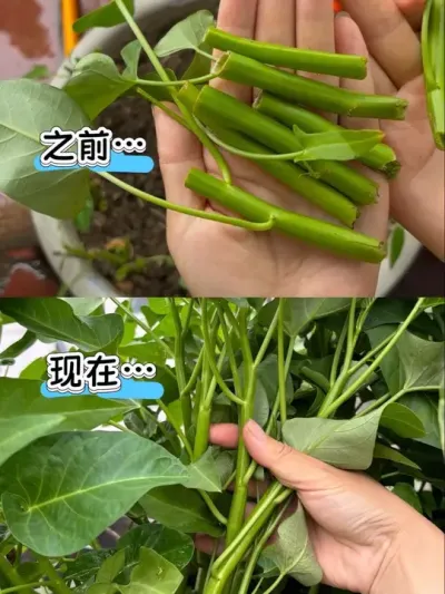 扦插的空心菜也能越掐越粗壮脆嫩？看看我是怎么做的！#阳台种植 #种植小技巧 #空心菜 #空心菜扦插 #施肥