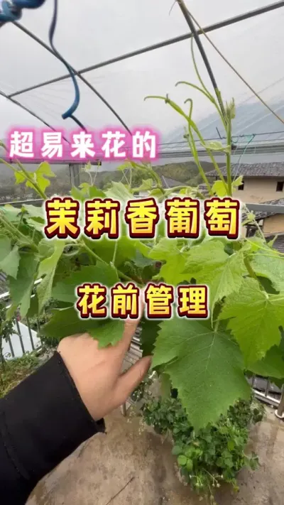 茉莉香葡萄 如果你怕辛辛苦苦种了一年的葡萄不来花，你就种茉莉香葡萄吧，好吃又易来花#盆栽葡萄 #茉莉香葡萄 #葡萄#春天 #内容启发搜索