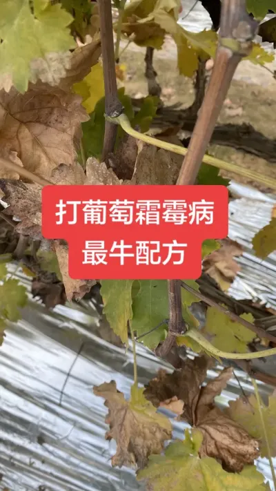 打葡萄霜霉病最牛配方#葡萄霜霉病#葡萄种植#葡萄病害