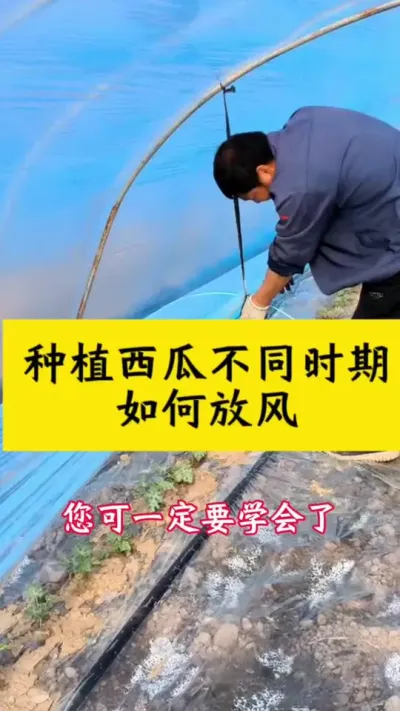 种植西瓜不同时期如何放风#西瓜种植 #西瓜种植技术 #种西瓜#大棚西瓜#西瓜放风