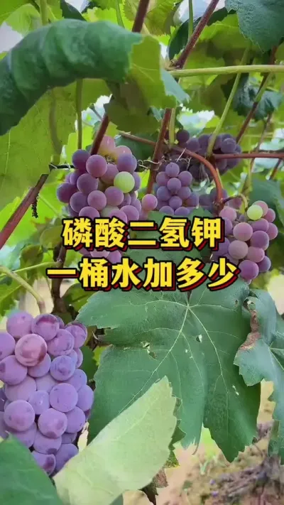 磷酸二氢钾，一桶水加多少#优质农产品 #农业种植 #种植小技巧