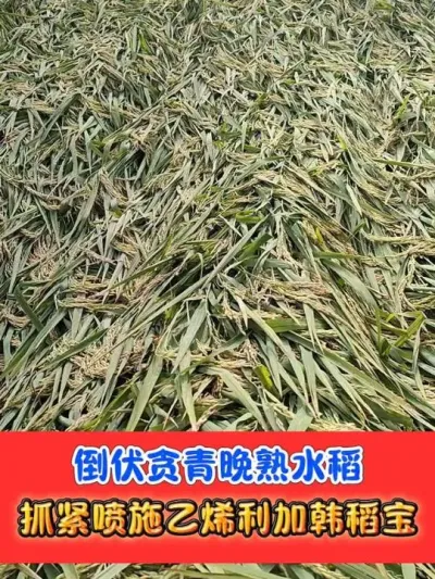 倒伏贪青晚熟水稻抓紧喷施乙烯利加韩稻宝 快速灌浆，减少空壳瘪粒，提早成熟#水稻种植 #水稻 #农资肥料