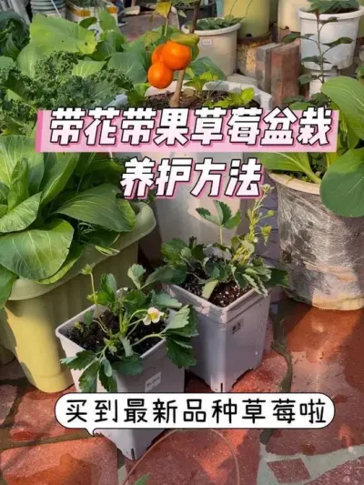 新手保姆级草莓盆栽养护方法！🍓 #阳台种菜 #草莓盆栽 #种草莓 #虹越草莓 #草莓种植方法