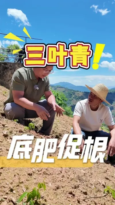 客户的三叶青为什么不长？所有植株的生长全都源于根，只有根强根壮，植株才能正常吸收营养而茁壮生长。作物根系有问题，欢迎评论区留言或私信咨询，让发哥为您解答。#种植小技巧#种植管理#农业种植#三农