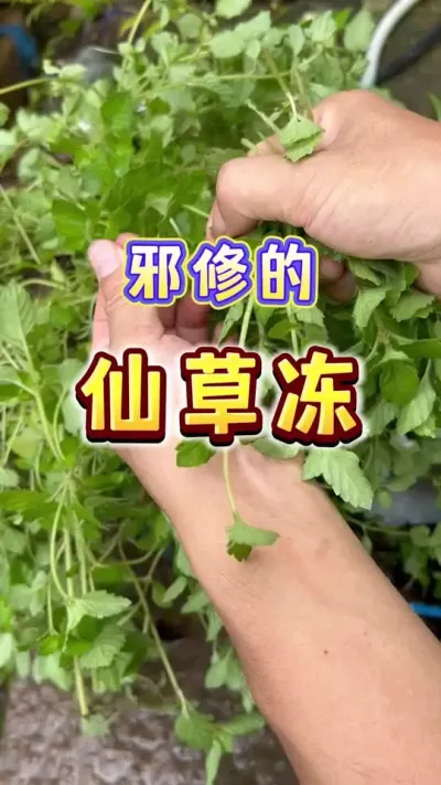 果然邪修不受欢迎也是有原因的，这有手就能做出来哇#美食 #仙草冻#乡村味道 #种菜