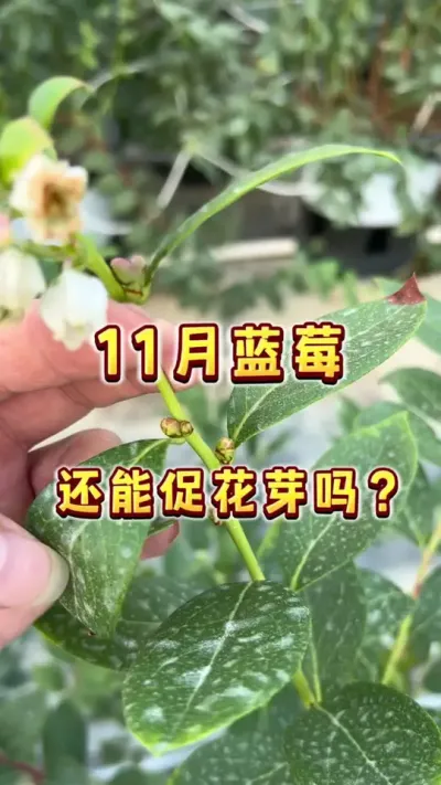 家庭盆栽蓝莓11月还来得及促花芽吗？#盆栽蓝莓 #家庭种植 #楼顶果园