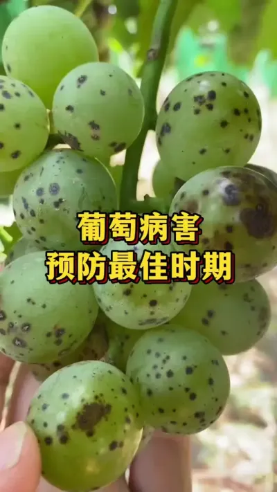 葡萄病害，预防最佳时期#农业种植 #优质农产品 #种植小技巧