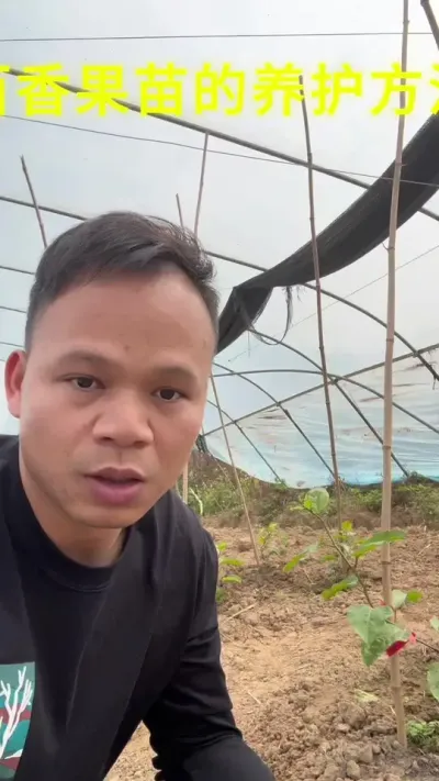 百香果苗期的防护方法#种百香果教程 #技术分享 #种植技术 #果园管理 #农业技术推广