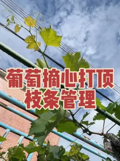 葡萄枝条管理，葡萄几叶摘心打顶？枝条如何修剪。#葡萄修剪#葡萄摘心