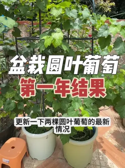 盆栽圆叶葡萄第一年结果情况，红宝石、格威尔圆叶葡萄最新长势，圆叶葡萄不结果，如何修剪？#圆叶葡萄#盆栽葡萄