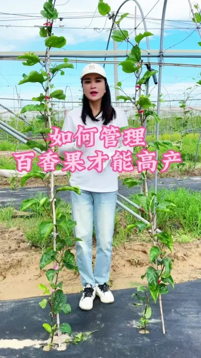 我们如何管理百香果才能高产，一个视频告诉你！#乡村守护人 #三农 #助农#百香果#我的乡村生活 @抖音小助手 @DOU+小助手