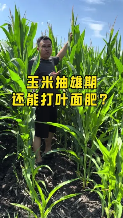 玉米抽雄期能打叶面肥？ #抖音新农人 #农技推广 #乡村振兴dou行动