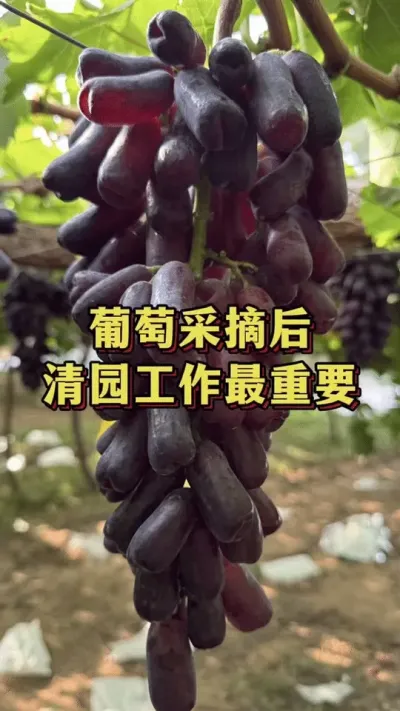 葡萄采摘后，清园工作最重要#农业种植 #三农 #葡萄种植