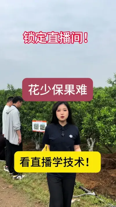 柑橘保果难！快来围观国光方案！#生理性落果一般是什么时候 #果树管理