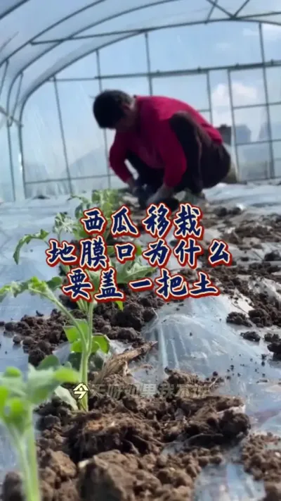 #大棚西瓜种植技术 #增产增收才是硬道理 #西瓜种植 #西瓜管理