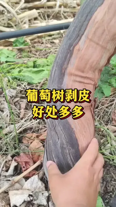葡萄树剥皮，好处多多#农业种植 #三农 #葡萄种植