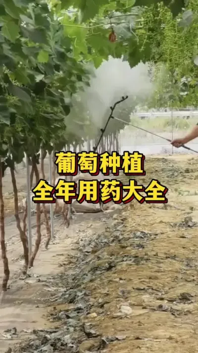 葡萄种植，全年用药大全#优质农产品 #农业种植 #果树种植