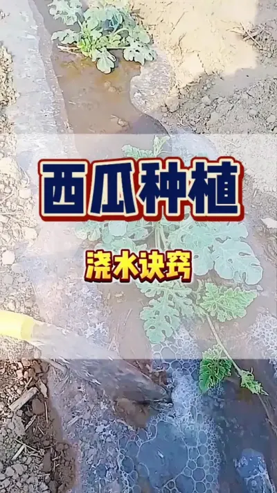 #西瓜种植 #增产增收才是硬道理 #农业技术推广 #西瓜 #西瓜管理