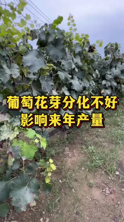葡萄花芽分化不好，来年影响产量#农业种植 #优质农产品 #三农