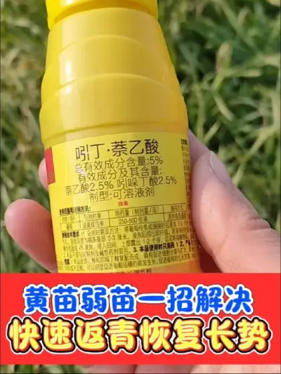 强力生根剂吲丁萘乙酸，一瓶十亩地，快速生根壮根恢复长势，黄苗弱苗病苗抓紧喷施#农资肥料 #三农种植 #小麦 #生根剂 #小麦种植