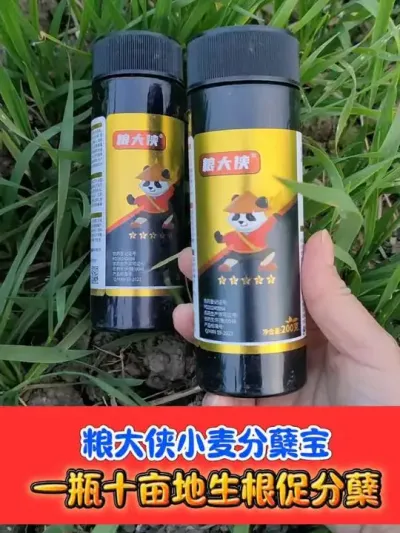 小麦分蘖宝，一瓶十亩地，认准粮大侠 #小麦种植 #小麦管理 #小麦管理技术 #农资肥料 #农业种植