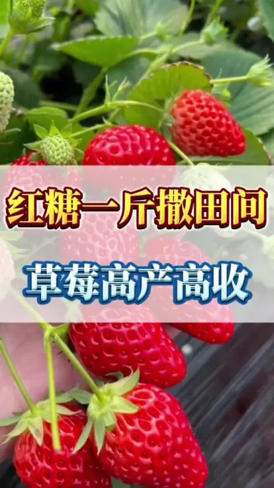 红糖一斤撒田间，草莓高产高收#草莓育苗 #草莓苗育苗基地 #草莓种苗