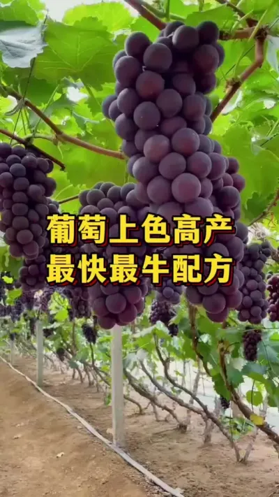 葡萄上色高产，最快最牛配方#优质农产品 #农业种植 #葡萄种植