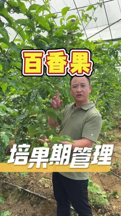 大棚种植百香果，在有大果，有小果，有花苞的挂果培果期要如何正确管理，才能培育出高品质百香果，让我们一起聊聊。#百香果#农业技术推广#农业种植#种植管理方案