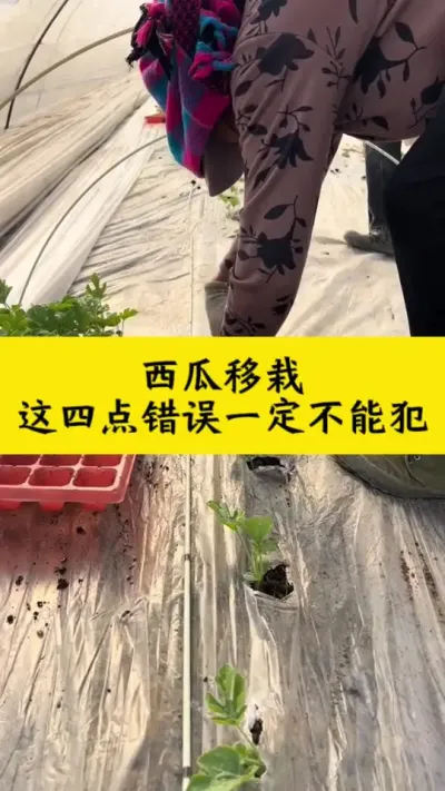 西瓜移栽这四点错误一定不能犯#西瓜种植 #种西瓜 #大棚西瓜 #西瓜种植技术 #西瓜移栽