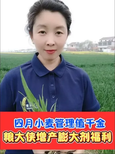 小麦增产就用粮大侠增产膨大剂 小麦孕穗期，齐穗期，灌浆期用苄氨烷醇，有机螯合硼，磷酸二氢钾，增产提质有奇效#小麦 #小麦种植 #农资肥料 #农资人 #抖音助农