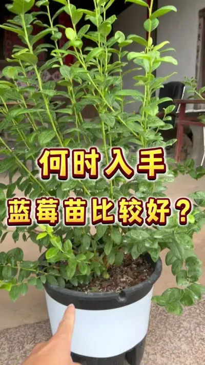 降温了，但是并不是所有地区都适合这时候入蓝莓苗哟，应该什么时候入什么苗呢？#蓝莓 #盆栽蓝莓#家庭种植 #大数据把我推给爱吃蓝莓的人 #内容启发搜索