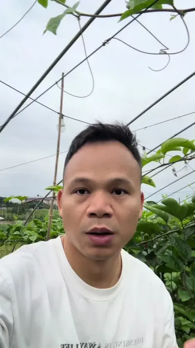 百香果种植跑苗的原因#百香果种植 #种百香果 #黄金百香果钦蜜九号