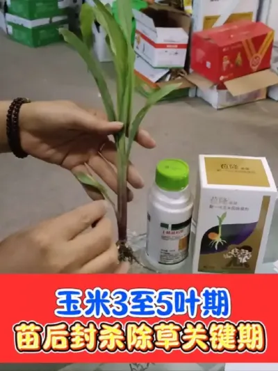玉米田如何正确除草 玉米抢抓三至五叶期进行苗后除草工作#玉米种植 #玉米除草 #玉米除草剂 #玉米 #农资肥料