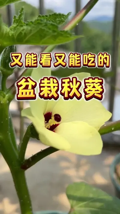 怎么在家里种出丰产又好看的秋葵？  #秋葵 #楼顶菜园#种植小技巧  #内容启发搜索 #三农