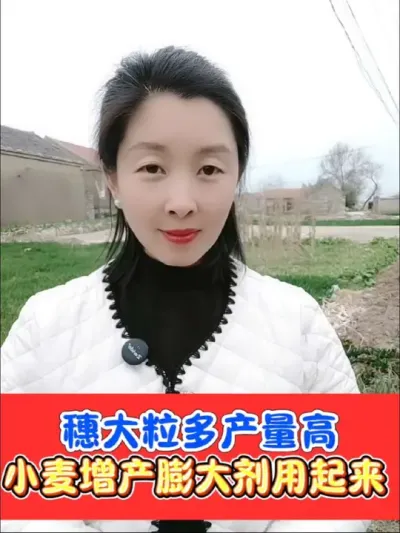 小麦增产膨大剂，买一赠一，小麦起身拔节期，齐穗扬花期，灌浆期喷施#小麦 #三农种植 #农资肥料 #小麦种植 #小麦高产技术