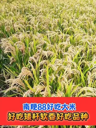 好吃高产抗倒品种南粳88 #水稻品种 #水稻 #水稻种植 #南粳88