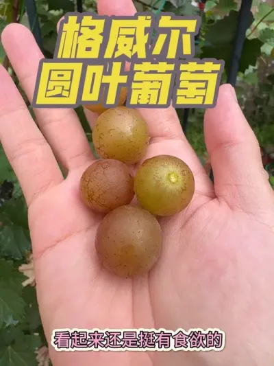 盆栽圆叶葡萄格威尔果子成熟了，摘下来尝一下味道以及测糖。#格威尔葡萄 #圆叶葡萄 #盆栽葡萄