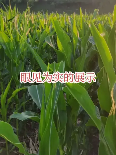 #农业种植技术 #飞翔的迪卡玉米 #2025新农人 好几天没发视频了，发个之前拍的吧！