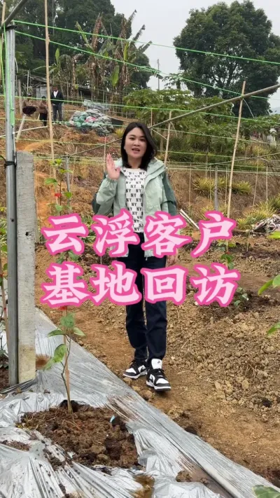 广东云浮客户基地回访，小苗期开始培育大杯苗到现在种植下地，长势都非常好！#乡村守护人 #百香果 #三农 #抖音助农扶农 #支持农业发展 @抖音小助手 @DOU+小助手