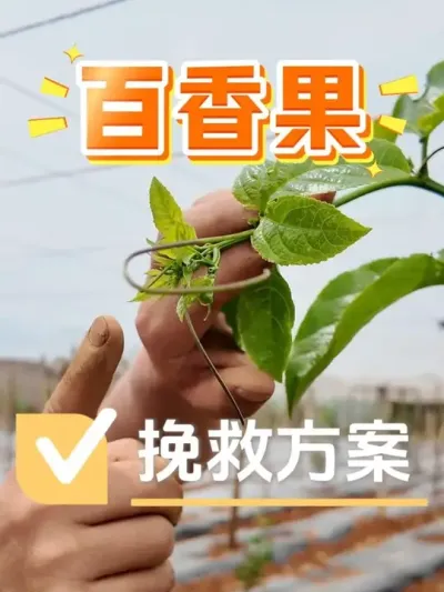 如果你的百香果也出现这个问题，耐心看完！#百香果 #种植小技巧 #百香果病害 #农资肥料 #种植技术