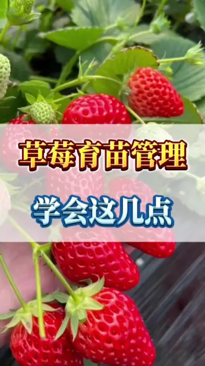 草莓育苗管理，学会这几点#草莓苗育苗基地 #三农 #草莓种植