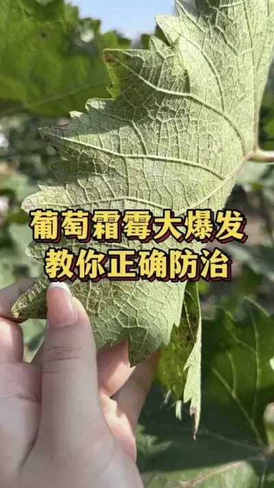 葡萄霜霉大爆发，教你正确防治#农产品 #种果树 #果树