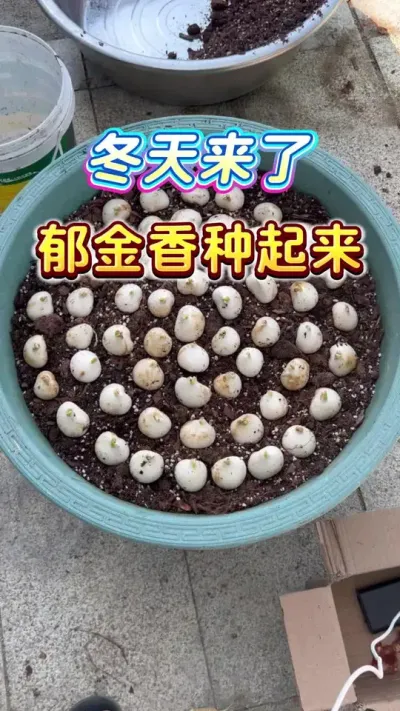 降温了，可以开始种一盆郁金香啦～#郁金香 #家庭园艺 #种植小技巧 #小院 #养花人