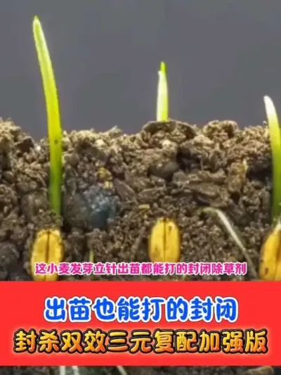 能封能杀的小麦田封闭除草剂 #小麦种植 #小麦封闭除草剂 #农资肥料